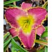 Hemerocallis 'Arabian Magic'