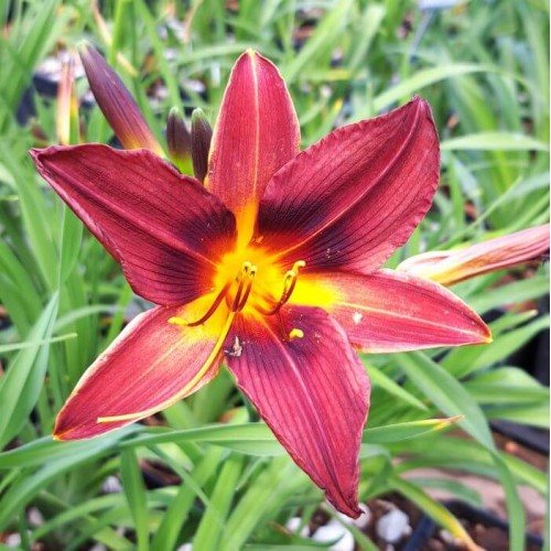 Hemerocallis 'Black Prince'