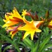 Hemerocallis dumortieri