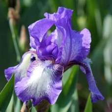 Iris 'Arctic Fancy'