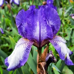 Iris 'Arctic Fancy'