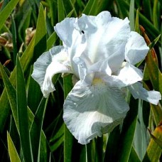 Iris 'Florentina Alba'