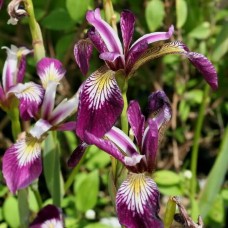 Iris versicolor 'kermesina'