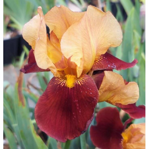 Iris 'Red Wine'