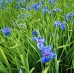 Iris louisiana 'Blue'
