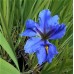 Iris louisiana 'Blue'