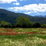 MEADOW ECOSYSTEMS