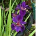 Iris louisiana 'Black gamecock'