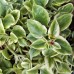 Aptenia cordifolia 'Variegata' 