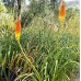 Kniphofia uvaria 'Nobilis'