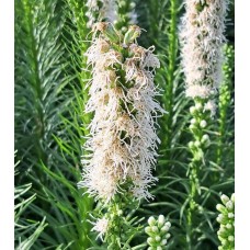 Liatris spicata 'Alba'