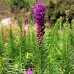 Liatris spicata 'Floristan Violett'