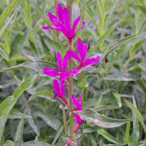 Lythrum virgatum 'Dropmore Purple'