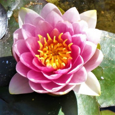 Nymphaea 'Madame Wilfron Gonnere'