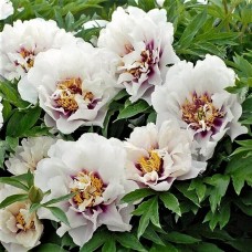 Paeonia 'Itoh Cora Louise'