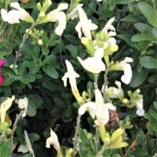 Salvia jamensis 'Clotted Cream'