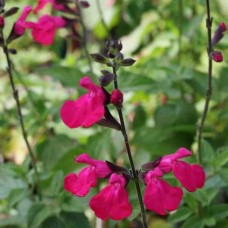 Salvia jamensis 'Dorset Wonder'