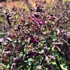 Salvia 'Love and Wishes'