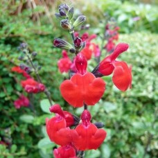 Salvia jamensis 'Royal Bumble'