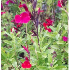 Salvia greggii 'Royal Burgundy'