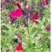 Salvia greggii 'Royal Burgundy'