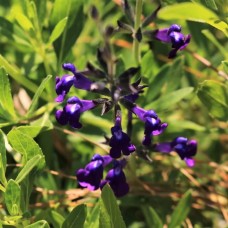 Salvia jamensis 'Blue Note'