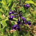 Salvia jamensis 'Blue Note'