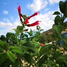 Salvia haenkei
