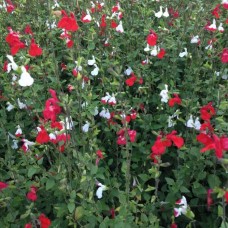Salvia jamensis 'Hot Lips'