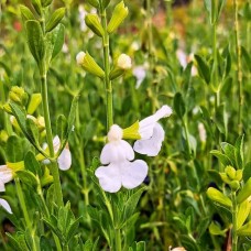 Salvia microphylla 'White'