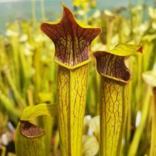 CARNIVOROUS PLANTS OF TEMPERATE CLIMATES