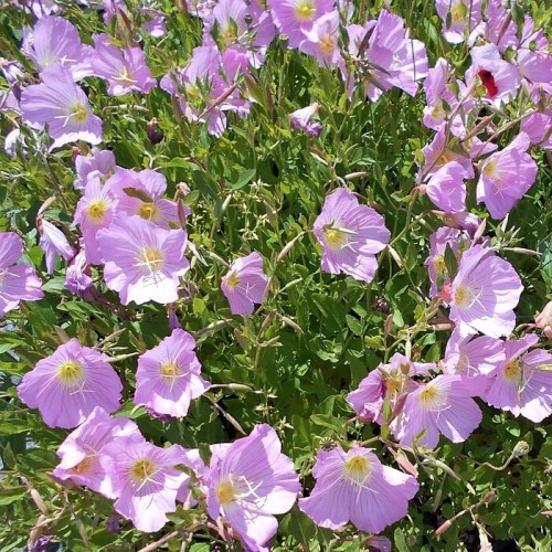 Oenothera speciosa