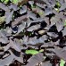 Colocasia esculenta 'Black magic'