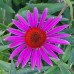 Echinacea purpurea 'Color Showtime'