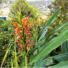 Hedychium coccineum