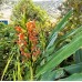 Hedychium coccineum