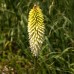 Kniphofia uvaria 'Nobilis'