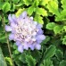 Scabiosa farinosa