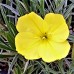 Oenothera macrocarpa ssp. incana