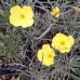 Oenothera macrocarpa ssp. incana