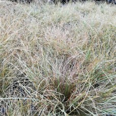 Carex comans 'Amazon Mist'