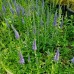 Veronica spicata 'Nana Blauteppich'